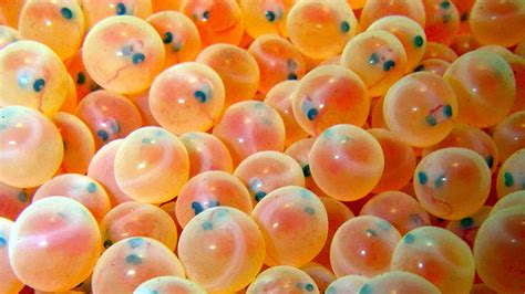 3 facts about fish eggs.